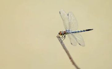 中班竹蜻蜓教案5篇