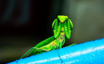写螳螂的作文6篇