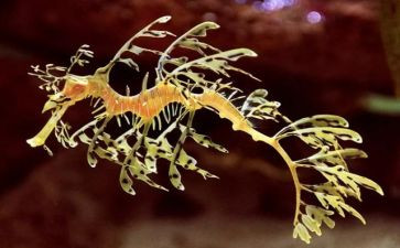校园的生物园作文8篇