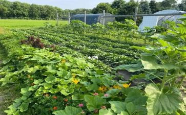 有关豫菜的演讲稿800字6篇