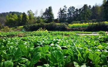 采购蔬菜合同优质8篇