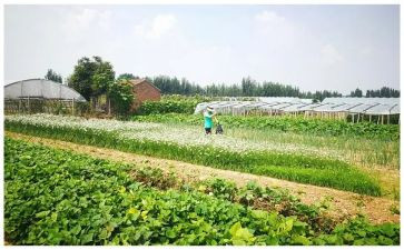 湘菜实践报告7篇