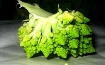菜花节的作文600参考8篇