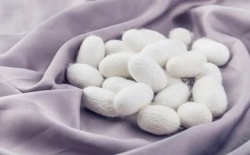 神秘的蚕教案7篇