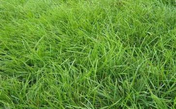 杜甫草堂作文8篇