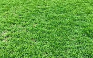 我家乡的草莓作文5篇