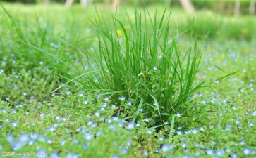 草合同模板最新8篇