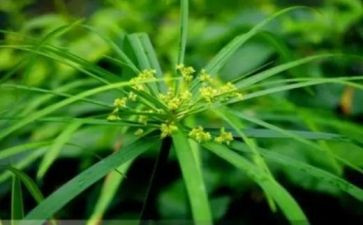参观蒙草观后感7篇