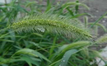 草合同模板推荐8篇