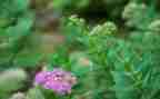草的作文300字精选8篇