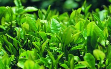 学茶艺的心得8篇