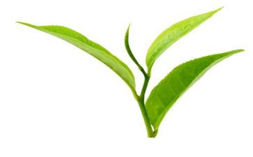 茶领导讲话稿精选6篇