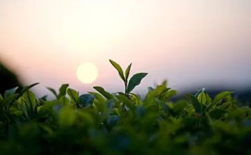 奶茶店个人总结范文5篇
