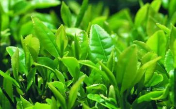 茶的应用调查报告5篇