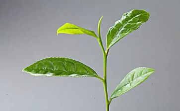 茶活动上的领导讲话稿最新6篇