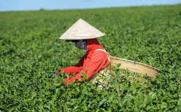 有关茶的作文优秀5篇