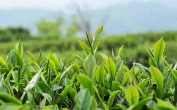 写关于茶的作文通用6篇