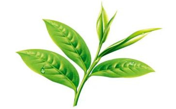 茶艺社的工作总结7篇