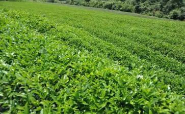 茶500字作文最新7篇