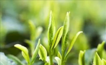 写关于茶的作文最新8篇