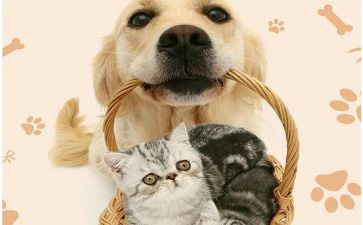 宠物猫作文600字参考8篇