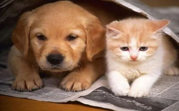 宠物猫作文600字模板7篇