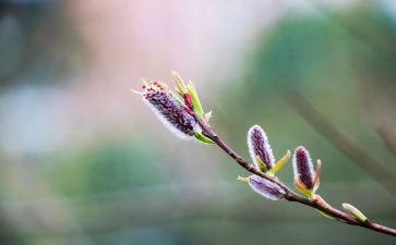 小学生写春节的作文400字推荐6篇