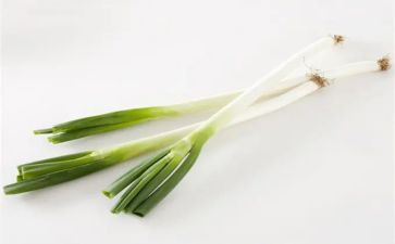 葱的启示作文7篇