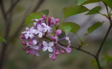 丁香结读后感6篇