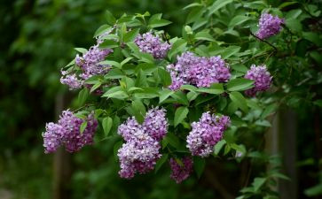 六年级语文上册丁香结教案优质5篇