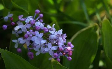 赞丁香花作文优质7篇