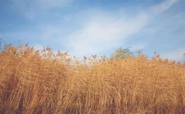 写风景的作文600字模板8篇