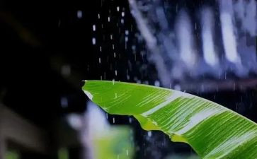 风雨后作文600字通用8篇