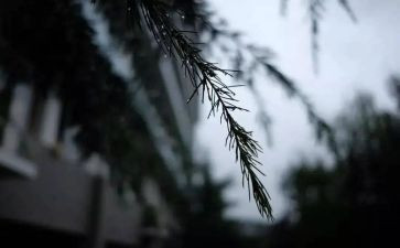 风雨中作文7篇