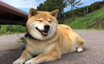 关于狗的作文400字作文5篇