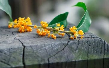 我家乡的桂花作文优质7篇