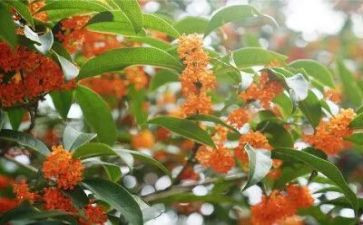 摇桂花作文400字优质5篇