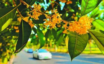 家乡的桂花树作文6篇