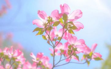 桂花开了作文6篇
