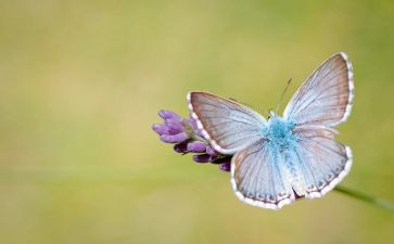 捉蝴蝶的教案最新6篇