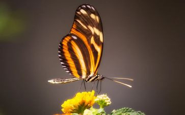 捉蝴蝶的教案精选7篇