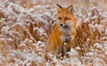 狐狸与马读后感5篇