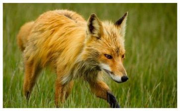 大班语言《狐狸和乌鸦》教案优秀8篇