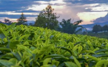 二年级写景的作文7篇