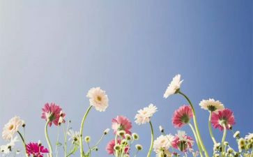 开在心里的花作文600字作文8篇