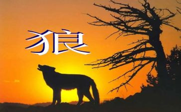 《狼》优秀教案优质5篇