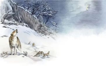 狼王梦读后感700字5篇