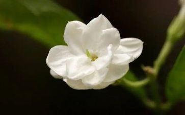 《茉莉花》音乐教案7篇