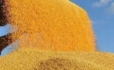 节约了粮食的演讲稿最新6篇