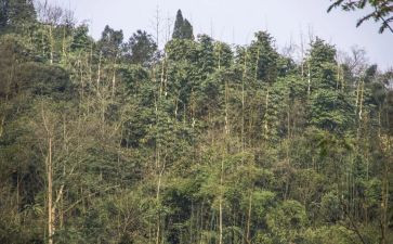 承包林地合同范文5篇